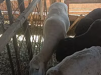 كبش, Merino sheep — الصورة 4