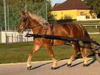 Hengst, Pferde — Foto 6