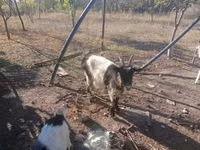 母山羊, Goats — 照片 1