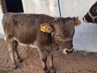 Toro, Raza Alatau — foto 1