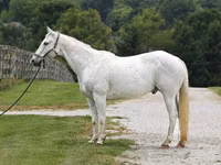Hengst, National Show Horse — Foto 2