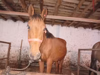 Caballo, Manipuri pony — foto 1