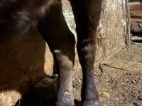 Kuh, Swiss cattle — Foto 2