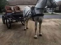 Horse (M), Lipizzaner — photo 4