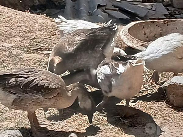Geese — Uzbekistán