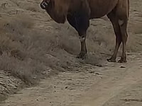 Camel Female, Kazakh Bactrian camel — photo 2