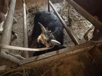 ثور, Latvian Blue cattle — الصورة 6