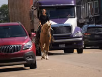 Hengst, Quarter Horse — Foto 4
