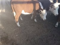 Toro, Ganado vacuno — foto 2