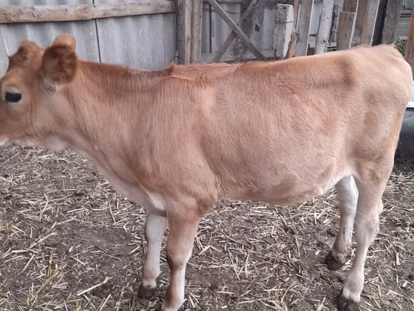 母牛, Holstein breed