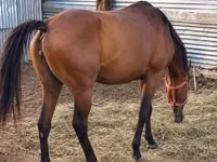 فرس, Thoroughbred horse — الصورة 4