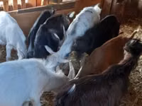 Ziegenbock, Ziegen — Foto 5