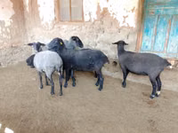 Schaf, Romanov sheep — Foto 5