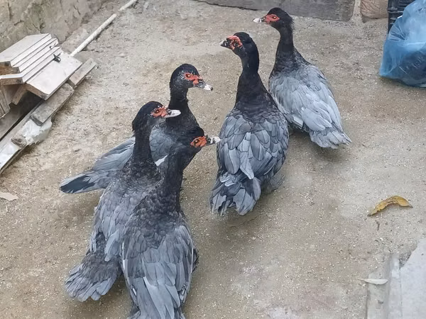 pato criollo doméstico