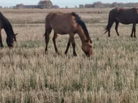 घोड़ी, Mugalzhar horse — फ़ोटो 3