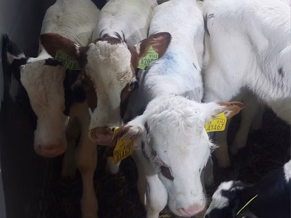 公牛, Simmental cattle