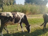 Vaca, Raza Holstein — foto 4