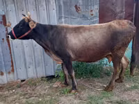 Kuh, Russian Black pied cattle — Foto 6