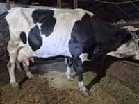 母牛, Russian Black pied cattle — 照片 2