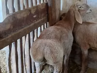 मेढ़ा, Arashan sheep — फ़ोटो 4
