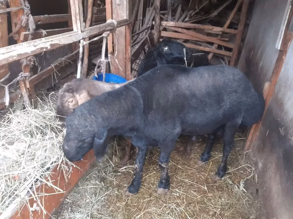 Widder, Hissar sheep — Usbekistan