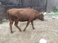 Cow, Cattle — photo 4