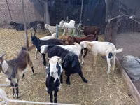 Cabro, Pomellata goat — foto 3