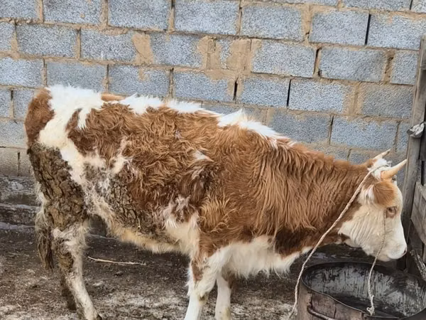 गाय, Simmental cattle — कज़ाखस्तान