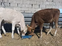 गाय, Swiss cattle — फ़ोटो 1