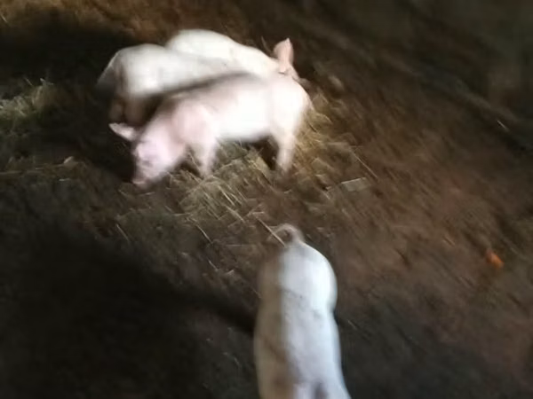 Чочколор (партия, жынысы көрсөтүлгөн эмес), Чочколор