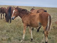 Hengst, Mugalzhar horse — Foto 1
