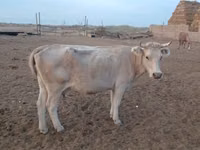 母牛, Latvian Blue cattle — 照片 2