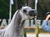 Aygʻir, Thoroughbred horse — 2-rasm