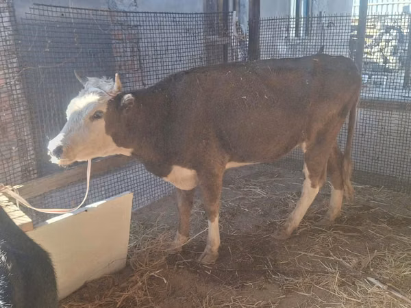 Vaca, Vaca kazaja de cabeza blanca