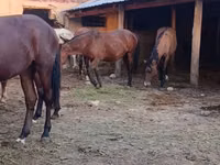 Stute, Kyrgyz Horse — Foto 2