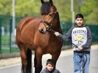 Mare, Horses — photo 2