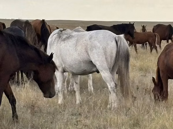 Stute, Kazakh horse — Kasachstan