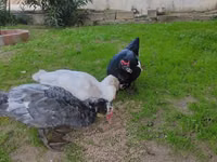 Guinea fowl — Foto 8