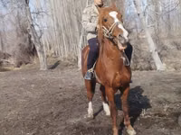 Horse (M), Horses — photo 4