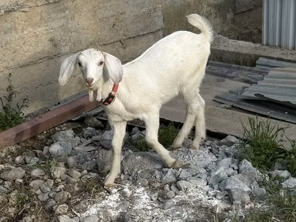 Oveja, Tian-Shan semifinewool sheep