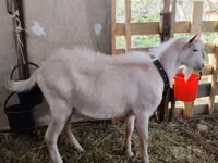 Ziegenbock, Saanen goat — Foto 1