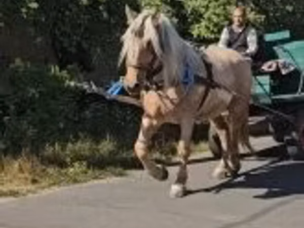 Mare, Horses
