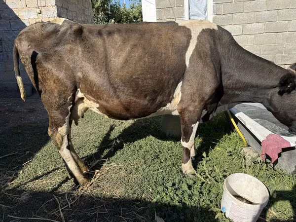 Sigir, Swiss cattle