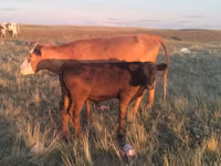 गाय, Latvian Blue cattle — फ़ोटो 1