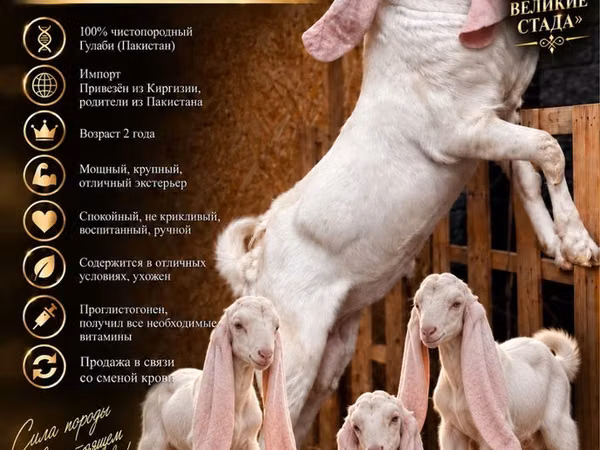 Ziegenbock, Gulabi goats