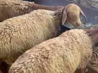 Oveja, Arashan sheep — foto 2