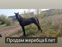 Hengst, Altai horse — Foto 7