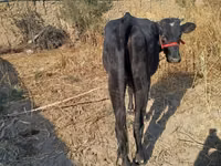 Vaca, Ganado vacuno — foto 3