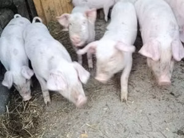 Schweine (Partie, Geschlecht nicht angegeben), Schweine