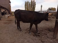 Cow, Cattle — photo 4